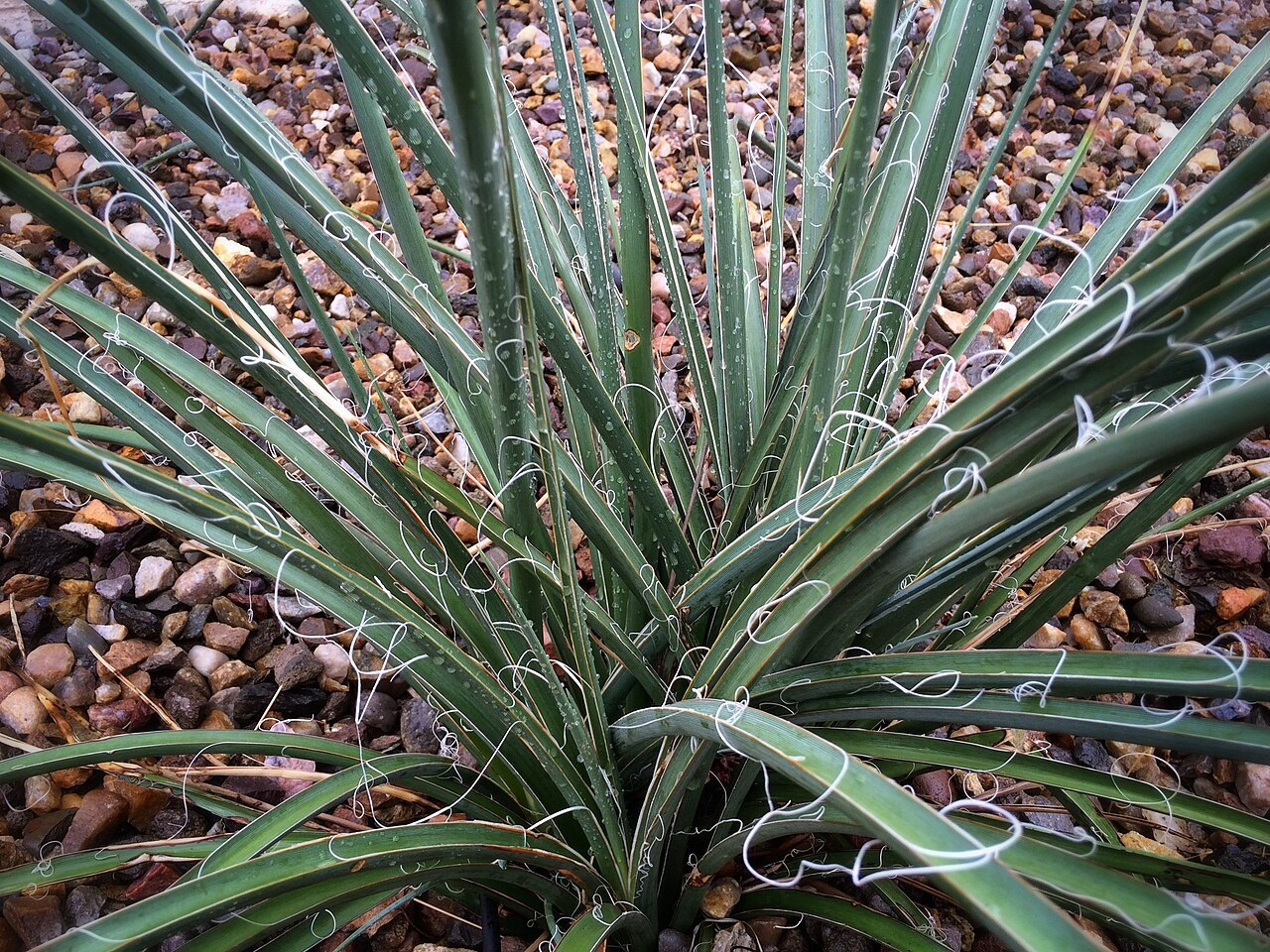 14 HParviflora 14 HParviflora
